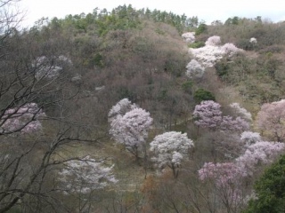 黒川　桜の森
